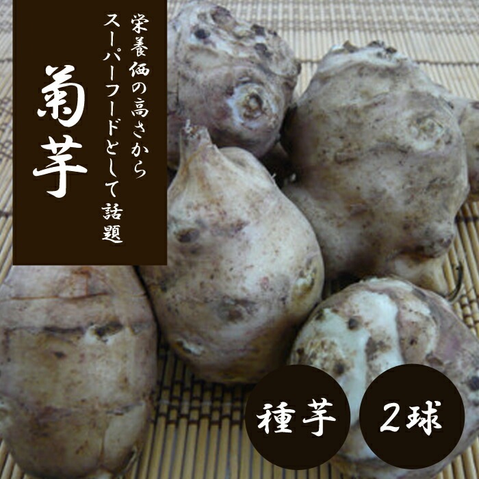 菊芋 ( きくいも ) 種 球根 2株 家庭菜園 イモ 種芋 きんぴら 山菜