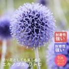 ��ͽ��۽ɺ��� �� �����Υץ� ��ȥ� 9������󥰥ݥå� �ڤ�ָ��� ����ä��󤽤� ¿ǯ�� �ڥ�˥��� �ڣ�������ܤ��缡ȯ����