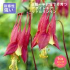 ͽ۽ɺ  쥮 ȥ󥿥 󥰥ݥå  Ⱦ  ǥ ä󤽤 ¿ǯڣ沼ܤ缡ȯ