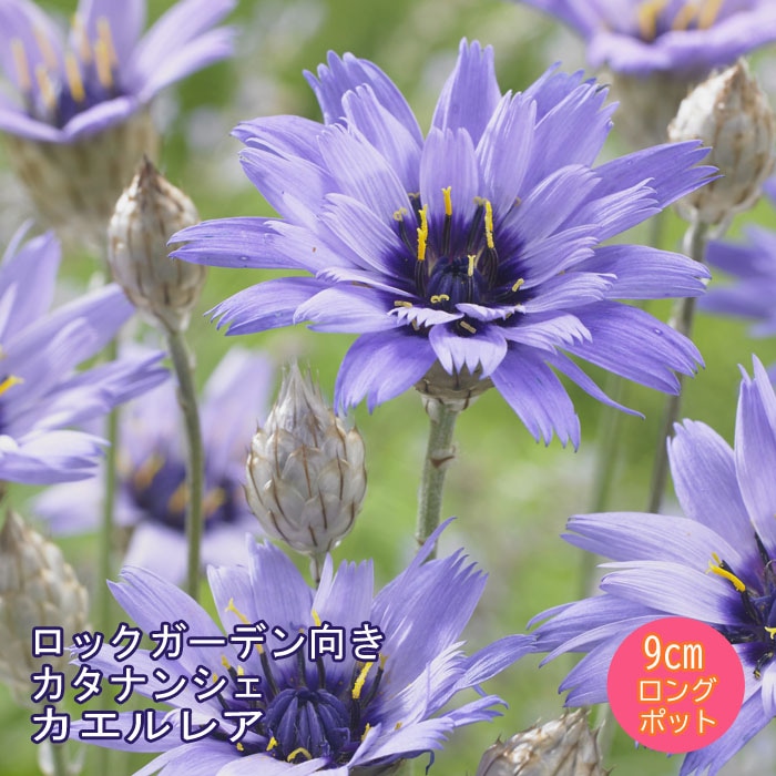 ケローネン ソフビ タケヤマノリヤ パープル ラメ 紫 オタマ カエル 新品 Yahoo!オークション -「タケヤマノリヤ」の落札相場・落札価格