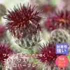 ��ͽ��۽ɺ��� �� ����ȡ��쥢 ���ȥ��ѡ��ץ쥢 ��������󥰥ݥå� �Х�˹礦 ����ä��󤽤� ¿ǯ�� �ڥ�˥���ڣ����Ⱦ���缡ȯ����