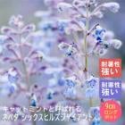 ��ͽ��۽ɺ��� �� �ͥڥ� ���å����ҥ륺���㥤����� ����åȥߥ�� 9������󥰥ݥå� �Х�˹礦 ¿ǯ�� �ڥ�˥���ڣ�������ܤ��缡ȯ����