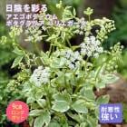 ��ͽ��۽ɺ��� �� �������ݥǥ����� �ݥ�����ꥢ �Хꥨ������ ��������󥰥ݥå� ���� Ⱦ���� �������� �����ǥ� ¿ǯ��ڣ����Ⱦ���缡ȯ����