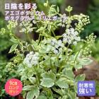 ͽ۽ɺ  ݥǥ ݥꥢ Хꥨ 󥰥ݥå  Ⱦ  ǥ ¿ǯڣܤ缡ȯ