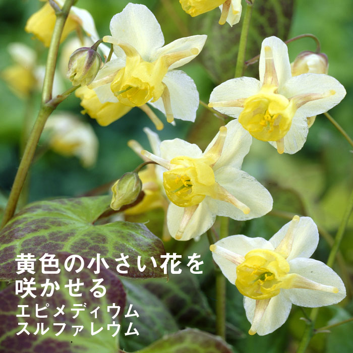 ��ͽ��۽ɺ��� �� ���ԥ�ǥ����� ����ե��쥦�� 9������󥰥ݥå� ���� Ⱦ���� �������� �����ǥ� ¿ǯ�� �ڥ�˥���ڣ����Ⱦ���缡ȯ����