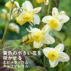 ͽ۽ɺ  ԥǥ ե쥦 9󥰥ݥå  Ⱦ  ǥ ¿ǯ ڥ˥11沼ܤ缡ȯ