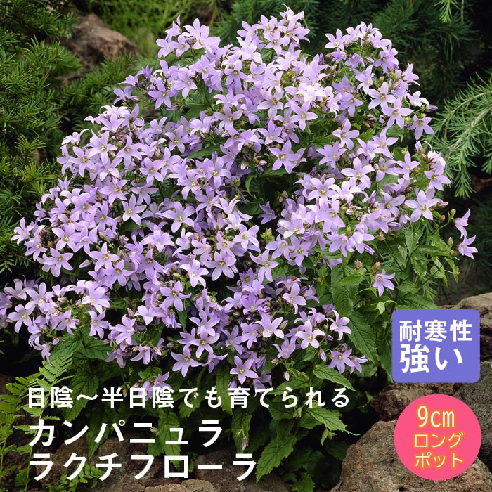 宿根草 苗 カンパニュラ ラクチフローラ 9cmロングポット 日陰 半