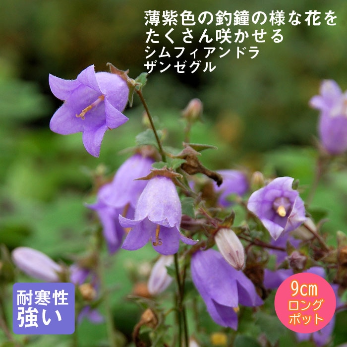 �ɺ��� �� ����ե�����ɥ� ���󥼥��� ��������󥰥ݥå� ���� Ⱦ���� �������� �����ǥ� ����ä��󤽤� ¿ǯ�� 