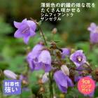 ͽ۽ɺ  եɥ 󥼥 󥰥ݥå  Ⱦ  ǥ ä󤽤 ¿ǯڣ沼ܤ缡ȯ