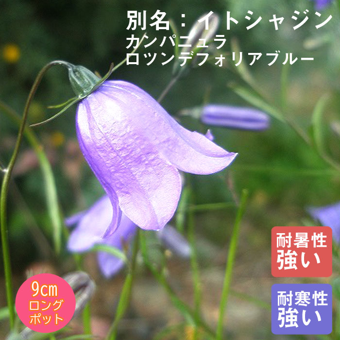 ��10���沼�ܤ��缡ȯ���۽ɺ��� �� ����ѥ˥�� ���ĥ�ǥ��ե��ꥢ�֥롼 9������󥰥ݥå� ���� Ⱦ���� �������� �����ǥ�