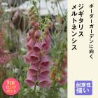 ��ͽ��۽ɺ��� �� �������ꥹ ���ȥͥ󥷥� ��������󥰥ݥå� ���ι⤤ �ܡ����� �����ǥ� �������ꥹ ¿ǯ��ڣ�������ܤ��缡ȯ����