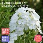 ɺ  եå ե 뤵˶ 󥰥ݥå