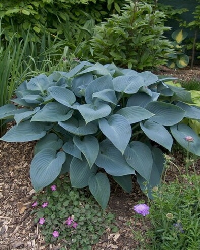 ͽ۽ɺ  ۥ ϥ륷֥롼 9󥰥ݥå  Ⱦ  ǥ ܥ ¿ǯڣ沼ܤ缡ȯ