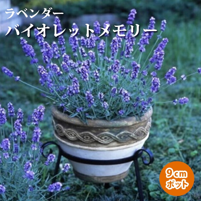 ☘️玲雪様検討用☘️ラベンダー挿木苗☘️LV20251002 ☘️玲雪様検討用☘️ラベンダー挿木苗☘️LV20251002