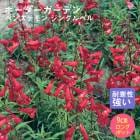 ��ͽ��۽ɺ��� �� �ڥ󥹥ƥ�� ���󥰥�٥� 9������󥰥ݥå� ���ι⤤ �ܡ����� �����ǥ� ����ä��󤽤� ¿ǯ�� �ڣ����Ⱦ���缡ȯ����