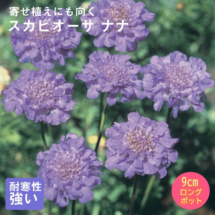 ��11����ܤ��缡ȯ���۽ɺ��� �� �����ӥ����� �ʥ� 9������󥰥ݥå� �Х�˹礦 ����ä��󤽤� ¿ǯ�� �ڥ�˥���