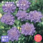 ��ͽ��� �ɺ��� �� �����ӥ����� �ʥ� 9������󥰥ݥå� �Х�˹礦 ����ä��󤽤� ¿ǯ�� �ڥ�˥���ڣ����Ⱦ���缡ȯ����