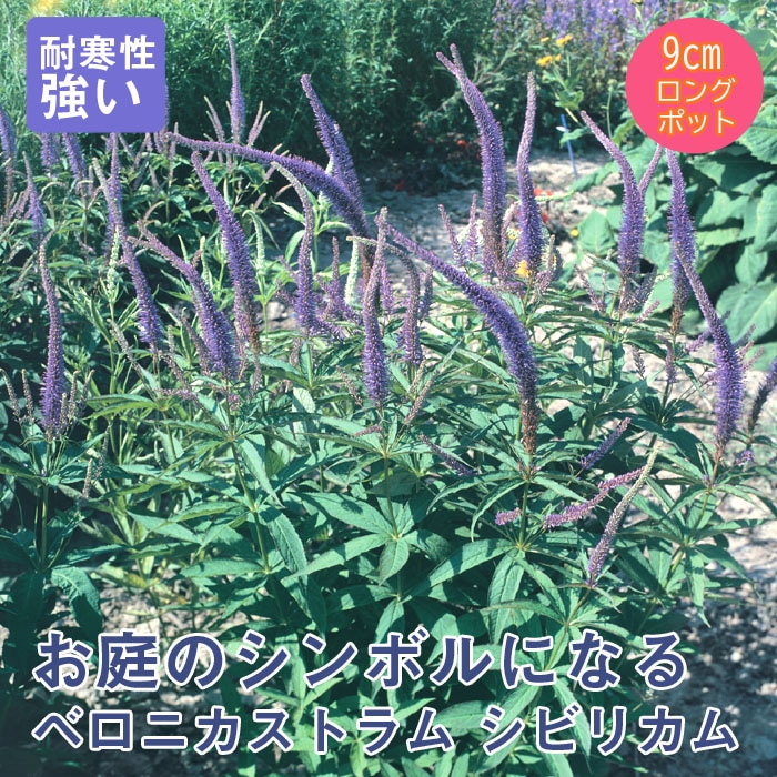��10���沼�ܤ��缡ȯ���۽ɺ��� �� �٥��˥����ȥ�� ���ӥꥫ�� 9������󥰥ݥå� ���ι⤤ �ܡ����� �����ǥ� ����ä��󤽤� ¿ǯ�� 