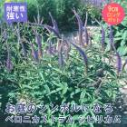 ��ͽ��۽ɺ��� �� �٥��˥����ȥ�� ���ӥꥫ�� 9������󥰥ݥå� ���ι⤤ �ܡ����� �����ǥ� ����ä��󤽤� ¿ǯ�� �ڣ����Ⱦ���缡ȯ����