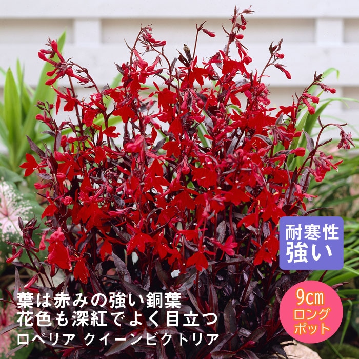 予約】宿根草 苗 ロベリア クイーンビクトリア 9cmロングポット 草丈