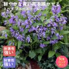 ��ͽ��۽ɺ��� �� �ͥڥ� �֥롼�ɥ꡼�ॹ ��������󥰥ݥå� �Х�˹礦 ����ä��󤽤� ¿ǯ�� �ڥ�˥���ڣ����Ⱦ���缡ȯ����