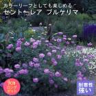 ��ͽ��۽ɺ��� �� ����ȡ��쥢 �ץ륱��� ��������󥰥ݥå� �Х�˹礦 ����ä��󤽤� ¿ǯ�� �ڥ�˥���ڣ����Ⱦ���缡ȯ����