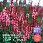 ��ͽ��۽ɺ��� �� ����ӥ� ��������磻�� ��������󥰥ݥå� �Х�˹礦 ����ä��󤽤� ¿ǯ�� �ڥ�˥���ڣ����Ⱦ���缡ȯ����