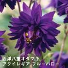 ͽ۽ɺ  쥮 ֥롼Х 9󥰥ݥå ڤָ ä󤽤 ¿ǯ ڥ˥ڣ沼ܤ缡ȯ