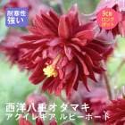 ��ͽ��۽ɺ��� �� �������쥮�� ��ӡ��ݡ��� 9������󥰥ݥå� �ڤ�ָ��� ����ä��󤽤� ¿ǯ�� �ڥ�˥��� �ڣ����Ⱦ���缡ȯ����