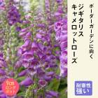 �ɺ��� �� �������ꥹ �������åȥ����� ��������󥰥ݥå� ���ι⤤ �ܡ����� �����ǥ� �������ꥹ ¿ǯ��