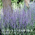 �ɺ��� �� �ڥ��֥����� ������ 9������󥰥ݥå� ���ι⤤ �ܡ����������ǥ� ����ä��󤽤� ¿ǯ��