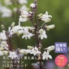 �ɺ��� �� �ڥ󥹥ƥ�� �ϥ�������å� ��������󥰥ݥå� ���ι⤤ �ܡ����� �����ǥ� ����ä��󤽤� ¿ǯ��