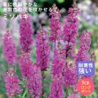 ͽ۽ɺ  ߥϥ 9󥰥ݥå ι⤤ ܡ ǥ ä󤽤 ¿ǯ ڥ˥ڣ沼ܤ缡ȯ