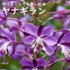 ͽ۽ɺ  ʥ 9󥰥ݥå ι⤤ ܡ ǥ ä󤽤 ¿ǯ ڥ˥ڣ沼ܤ缡ȯ