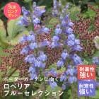 �ɺ��� �� ���٥ꥢ �֥롼���쥯����� 9������󥰥ݥå� ���ι⤤ �ܡ����� �����ǥ� ����ä��󤽤� ¿ǯ��