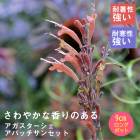 �ɺ��� �� �������������� ���ѥå����󥻥å� 9������󥰥ݥå� �뤵�˶��� �ѽ��� ����ä��󤽤� ¿ǯ�� 