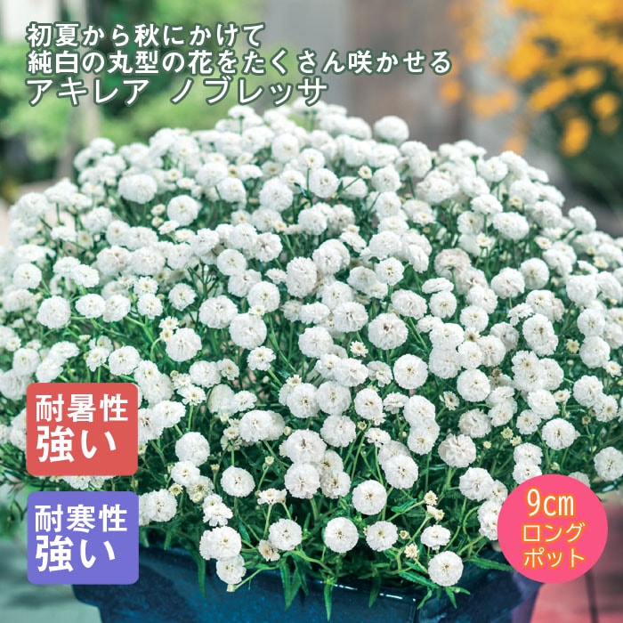 �ɺ��� �� �����쥢 �Υ֥�å� 9������󥰥ݥå� �����㤤 �ܡ����������ǥ� ����ä��󤽤� ¿ǯ�� �ڥ�˥���