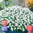 ��ͽ��۽ɺ��� �� �����쥢 �Υ֥�å� 9������󥰥ݥå� �����㤤 �ܡ����������ǥ� ����ä��󤽤� ¿ǯ�� �ڥ�˥���ڣ����Ⱦ���缡ȯ����