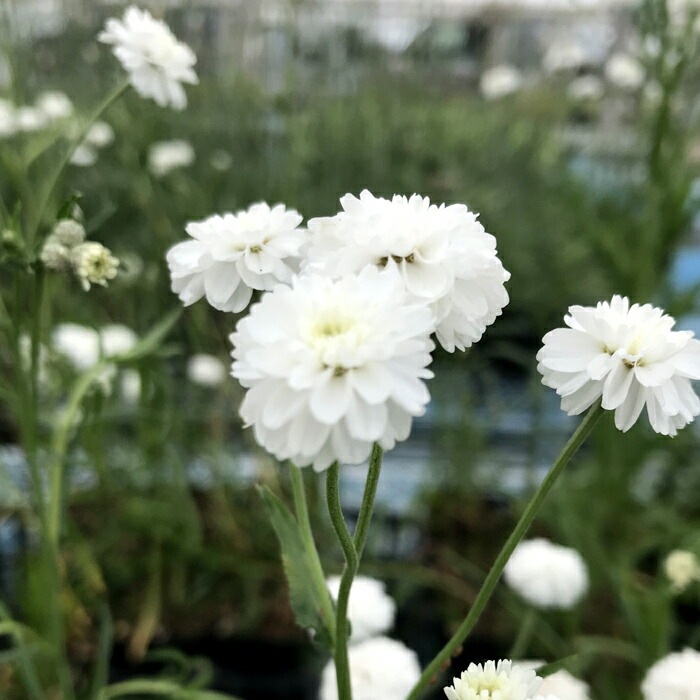 予約】宿根草 苗 アキレア ノブレッサ 9cmロングポット 草丈の低い