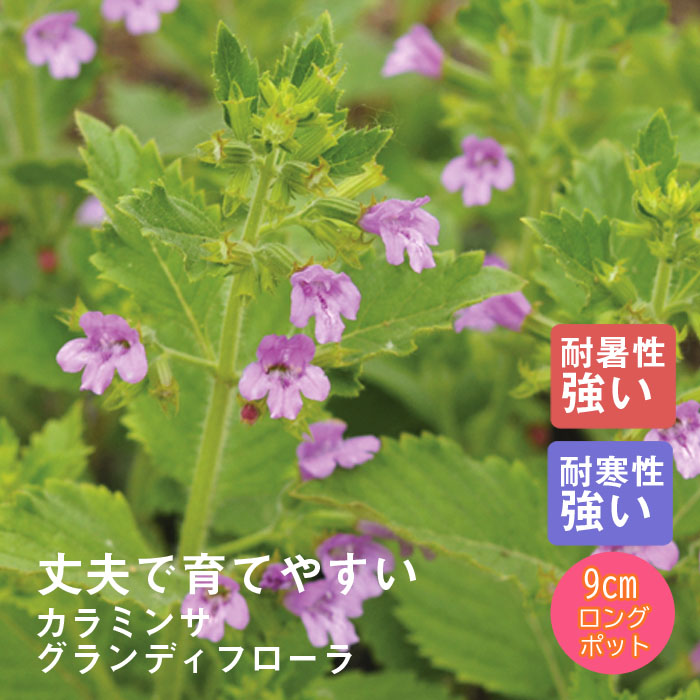 ��ͽ��۽ɺ��� �� ����ߥ� �����ǥ��ե����� 9������󥰥ݥå� �뤵�˶��� �ѽ��� ����ä��󤽤� ¿ǯ�� �ڥ�˥���ڣ����Ⱦ���缡ȯ����