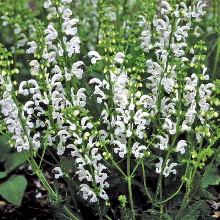宿根草 苗 サルビア スワンレイク 9cmロングポット 暑さに強い 耐暑