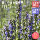 �ɺ��� �� �ҥ��å� �ͥ������֥롼 �뤵�˶��� ��������󥰥ݥå�