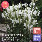 ͽ۽ɺ  եƥ ۥ磻ȥ 9󥰥ݥå 뤵˶ ѽ ä󤽤 ¿ǯڣ沼ܤ缡ȯ