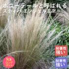 �ɺ��� �� ���ƥ��� ���󥸥���إ��� 9������󥰥ݥå� �����㤤 ���饹 ����ä��󤽤� ¿ǯ�� �ڥ�˥���