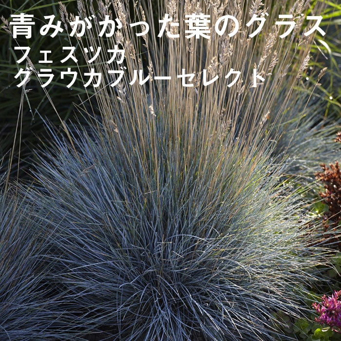 ��ͽ��۽ɺ��� �� �ե����ĥ� ���饦���֥롼���쥯�� 9������󥰥ݥå� ���饹 �����㤤 ����ä��󤽤� ¿ǯ��ڣ����Ⱦ���缡ȯ����