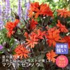 ��ͽ��۽ɺ��� �� �ޥĥ�ȥ���Υ� ���� 9������󥰥ݥå� �����㤤 ����ä��󤽤� ¿ǯ�� �ڥ�˥���ڣ����Ⱦ���缡ȯ����