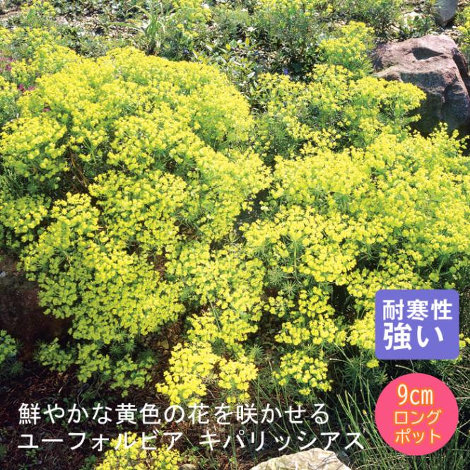 宿根草 苗 ユーフォルビア キパリッシアス 9cmロングポット 草丈の