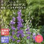 �ɺ��� �� ����ѥ˥�� ��ץ󥯥����ǥ� 9������󥰥ݥå� ���� Ⱦ���� �������ɥ����ǥ� ¿ǯ�� �ڥ�˥���