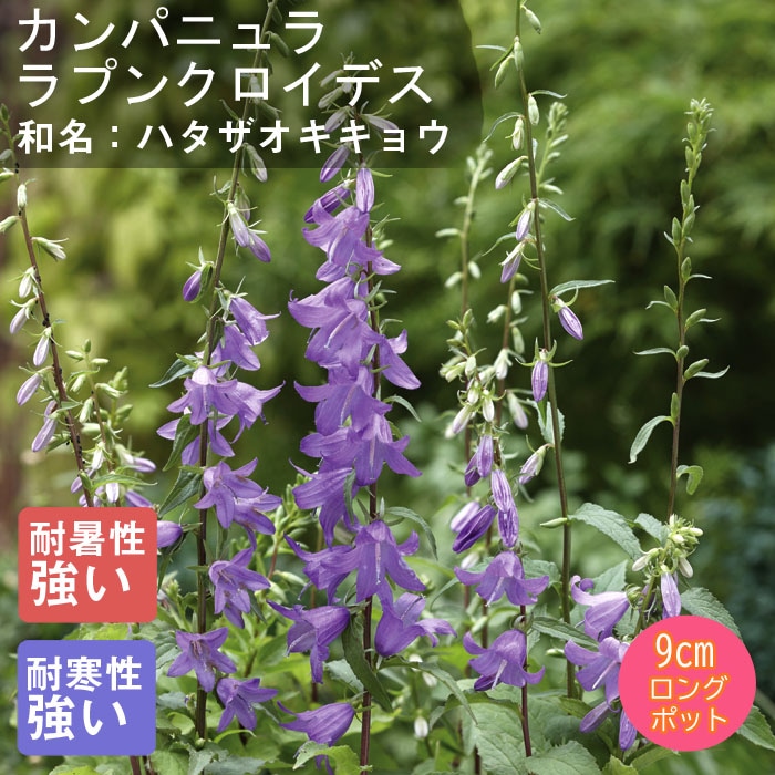 Spode カンパニュラ Spode, Campanula | Replacements, Ltd.