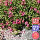 ͽ۽ɺ  ƥꥢ ꡼륭å  Ⱦ 󥰥ݥå  ǥ ¿ǯڣ沼ܤ缡ȯ